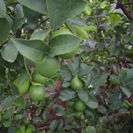 Chicho's Διαμέρισμα