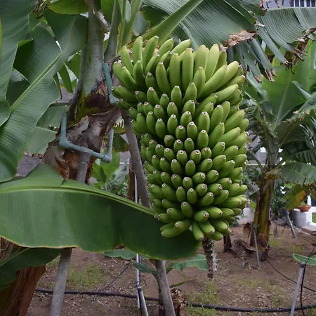 Chicho's * La Guancha