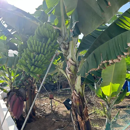 Lägenhet Chicho's La Guancha