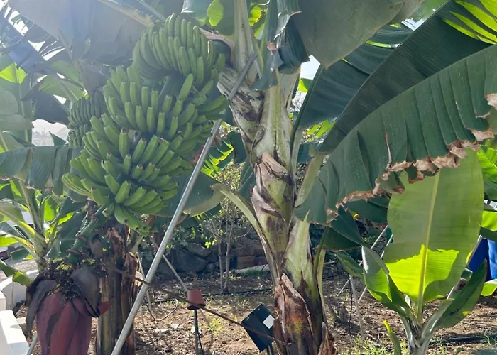 公寓 Chicho's La Guancha