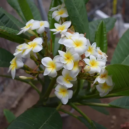 Chicho's * La Guancha