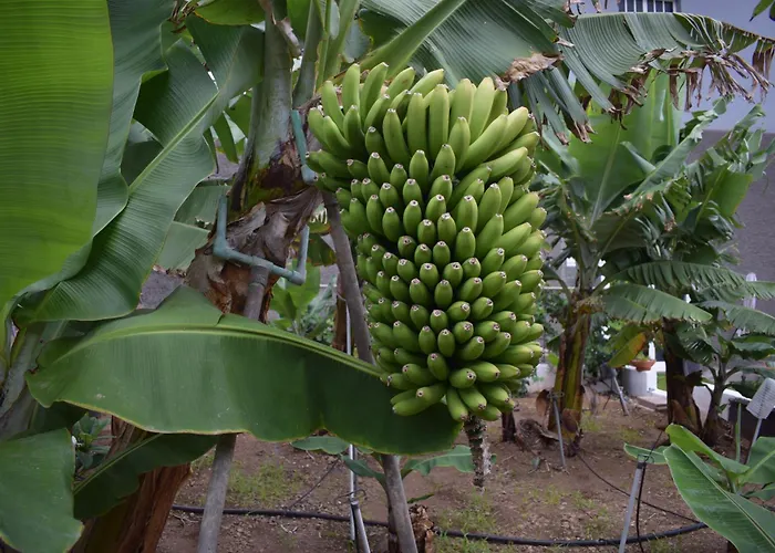 Chicho's * La Guancha