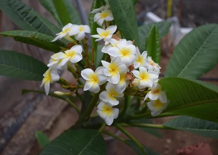 Chicho's * La Guancha