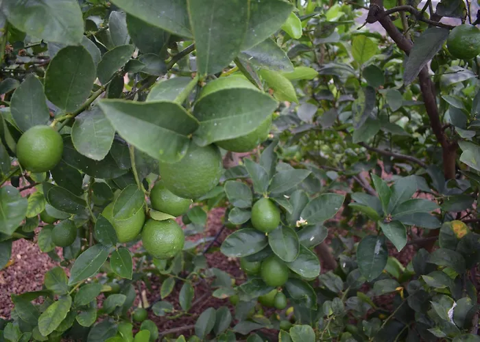 Chicho's Apartamento